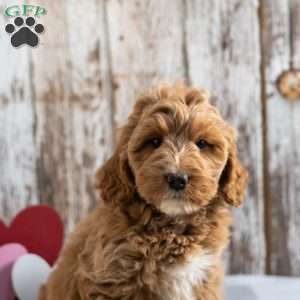 Harriet, Mini Labradoodle Puppy